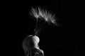 Free Dandelion Stock Image - 1055401