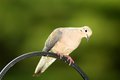 Free Wild Dove Stock Images - 1056354