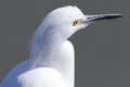 Free Snowy Egret Royalty Free Stock Photo - 1056505