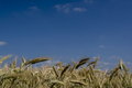 Free Cereal On Sky Stock Images - 1057404