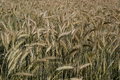 Free Field Of Cereal Royalty Free Stock Photography - 1057457