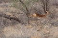 Free Impala Running Royalty Free Stock Photography - 1057587