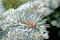 Free Blue Spruce Pine Needles Stock Photography - 1050532