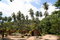 Free Small Village On South Pacific Island Stock Images - 1051874