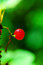 Free Red Currant Stock Photo - 1051930