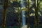Free South Falls At Silver Falls Stock Photography - 1059502