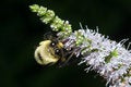 Free Bee Gathering Nectar Royalty Free Stock Images - 1060829