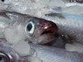 Free Fresh Fish Stock Photo - 1061530