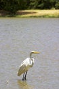 Free Great Egret 1 Stock Images - 1063704