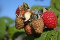 Free Raspberry Stock Photos - 1064293
