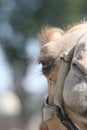 Free Camels EYE Royalty Free Stock Images - 1067629