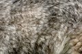 Free Fur Husky Stock Images - 1067804