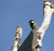 Free Small Bird With Trophy Stock Images - 1061314
