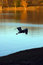 Free Heron Flight Royalty Free Stock Images - 1063249