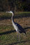 Free Grey Heron 1 Stock Photo - 1063250