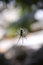 Free Asian Spider Stock Images - 1063254