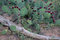 Free Desert Cactus Stock Image - 1068461