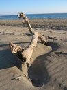 Free Branch In The Beach Royalty Free Stock Photo - 1075535