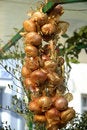 Free Onion Stock Photo - 1076390