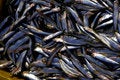 Free Fish Stock Images - 1076494