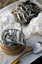 Free Fish 2 Stock Image - 1076501