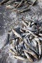 Free Fish 6 Royalty Free Stock Photography - 1076527