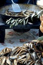 Free Fish 9 Royalty Free Stock Photography - 1076547