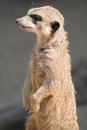 Free Meerkat (Suricata Suricatta) Stock Images - 1077244