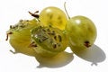 Free Juicy Gooseberry Stock Photo - 1077470