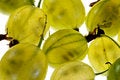 Free Juicy Gooseberry Stock Photo - 1077490