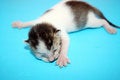 Free New Born Kitten Royalty Free Stock Image - 1078126