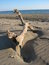 Free Branch In The Beach Royalty Free Stock Photo - 1075535