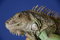Free Green Iguana 1 Stock Photo - 1077080