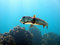 Free Porcupine Puffer Fish Royalty Free Stock Photos - 10796148