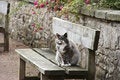 Free Scotch Cat Stock Photography - 1087822