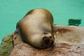 Free Seal At The Zoo Stock Image - 1088801