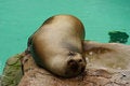 Free Seal At The Zoo Royalty Free Stock Photos - 1088808