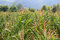 Free Corn Field Stock Photography - 1080502