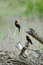 Free 2 Red-winged Blackbird Stock Photography - 1082662