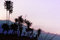 Free Plants Shadow Early Morning Stock Photos - 1084603