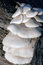 Free Mushrooms Stock Photo - 1084620