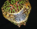 Free Ornate Horned Frog Stock Photography - 10837852