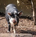 Free Kune Kune Pig Animal Stock Images - 10876114