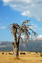 Free Alone Tree Royalty Free Stock Photos - 10876468