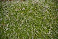 Free Ground Cover Stock Photo - 1090260