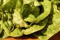 Free Lettuce Stock Images - 1092524