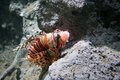 Free Lion Fish Royalty Free Stock Image - 1092686