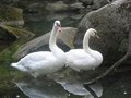 Free Swans And Stones Stock Images - 1094274
