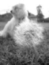 Free Stitch And Fluff Stock Photography - 1094982