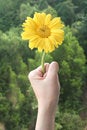 Free Hand Holding Daisy Stock Image - 1096731